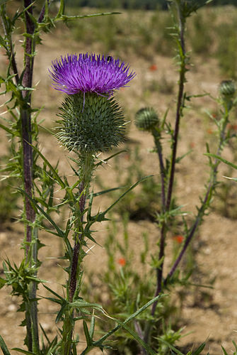 Cirsium vulgare